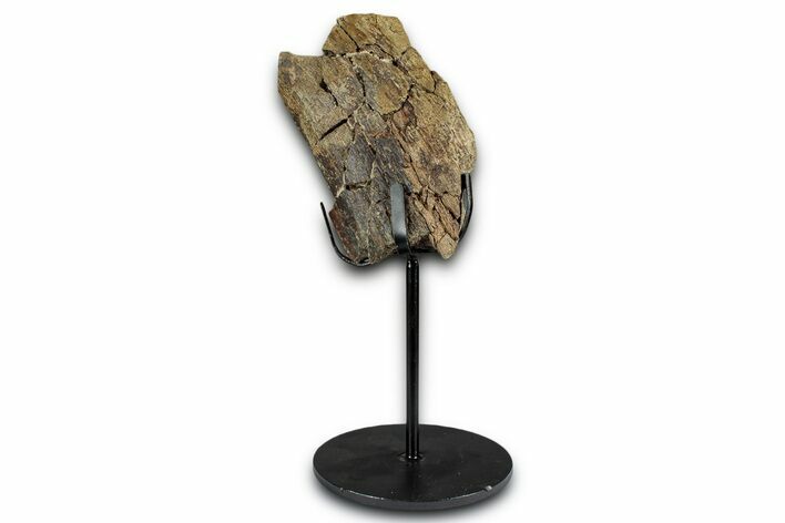 Fossil Triceratops Rib Section w/ Metal Stand - South Dakota #354365